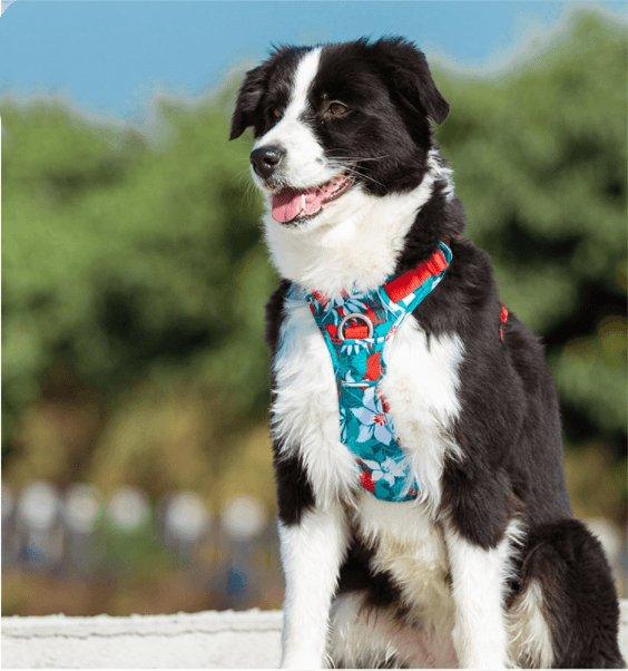 All-Purpose Dog Leash And Vest Set